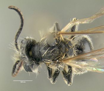 Media type: image;   Entomology 609528 Aspect: habitus dorsal view